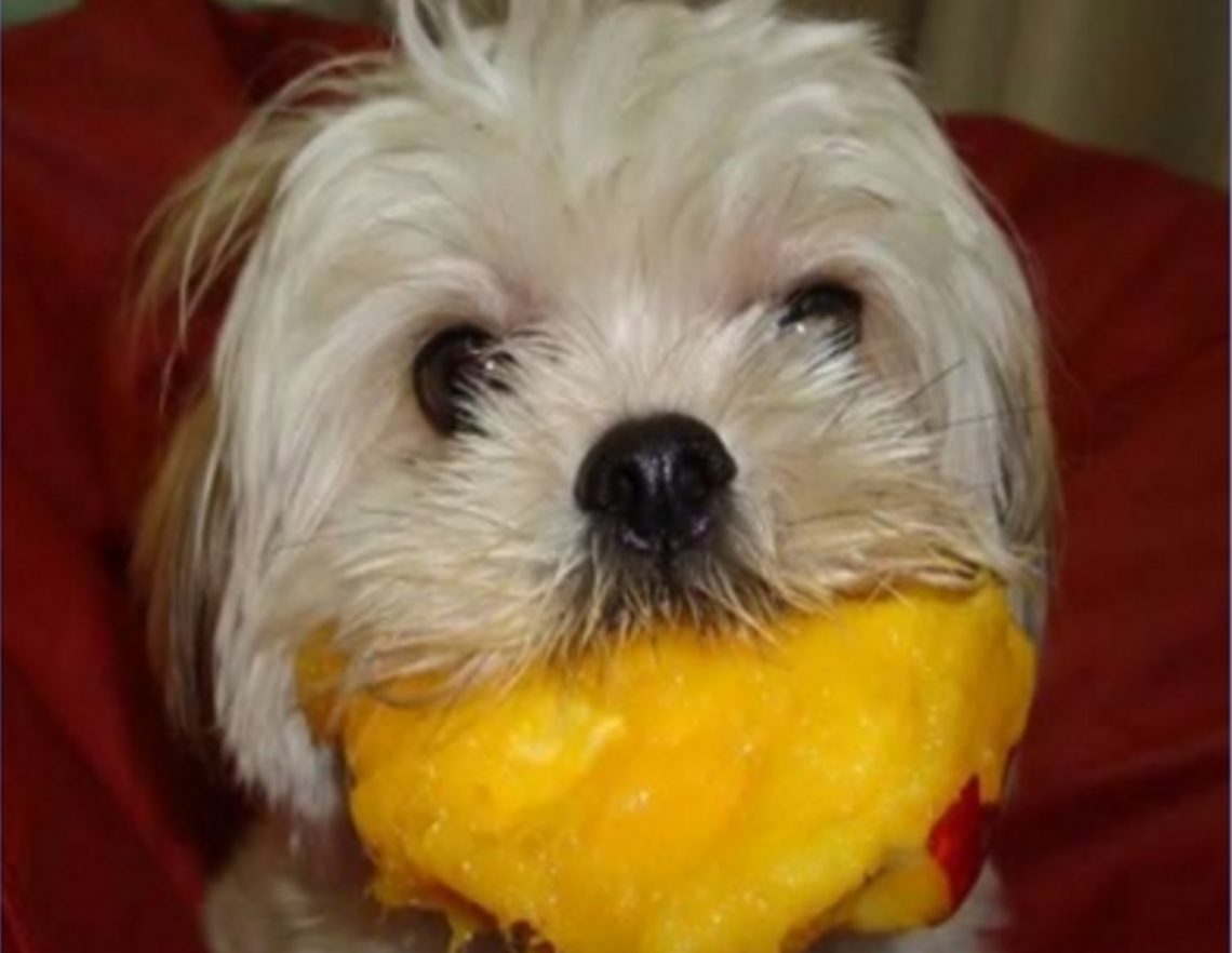 Can Dogs Eat Mangoes? Side Effects, Health Benfits & Tips