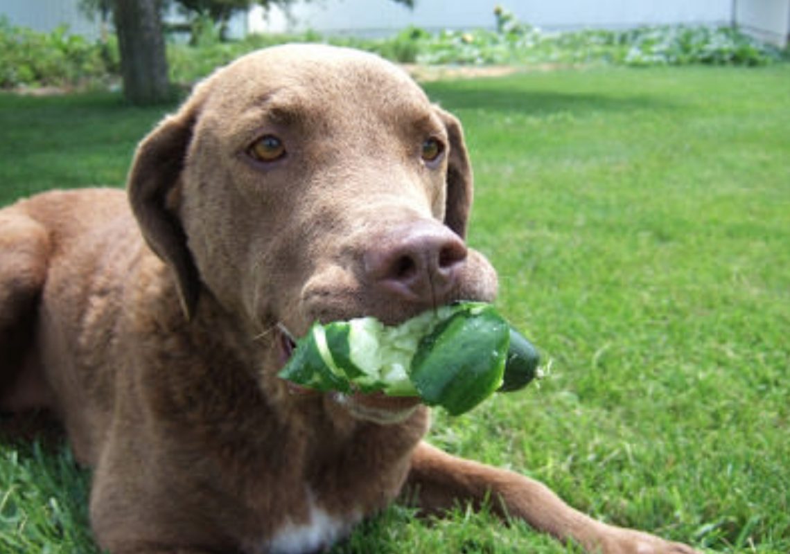 Can Dogs Eat Cucumbers? Side Effects, Benefits & Tips