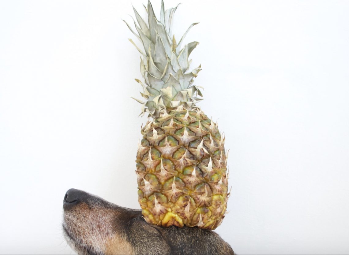 Can Dogs Eat Pineapples? Health Benefits, Side Effects & Tips