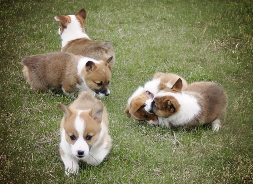 Pembroke Welsh Corgi - Breed Information, Personality & Temperament
