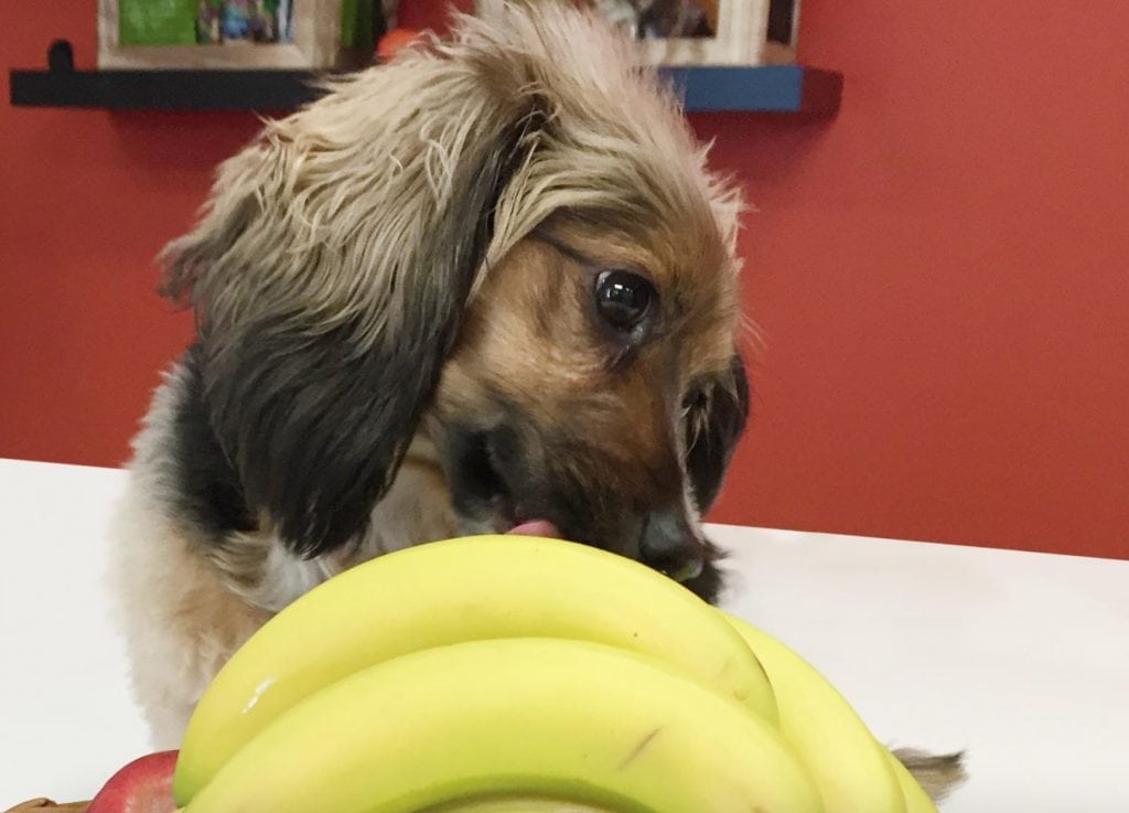 Can Dogs Eat Bananas? Health Benefits, Side Effects & Tips