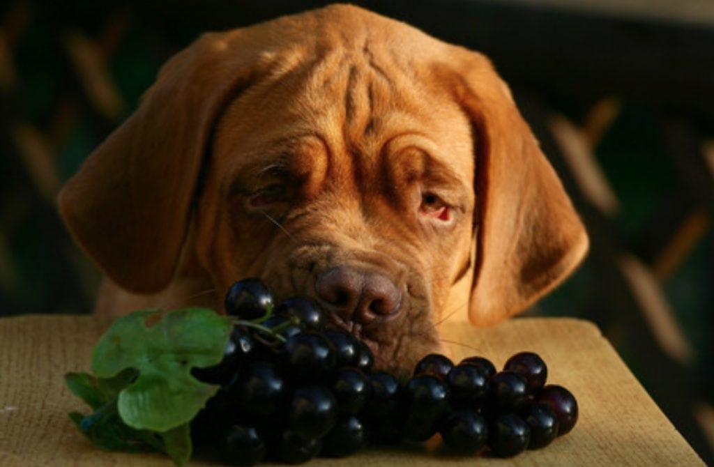 Can Dogs Eat Peanuts Health Benefits Risks Peanut Tips Can dogs eat peanuts health benefits risks peanut tips