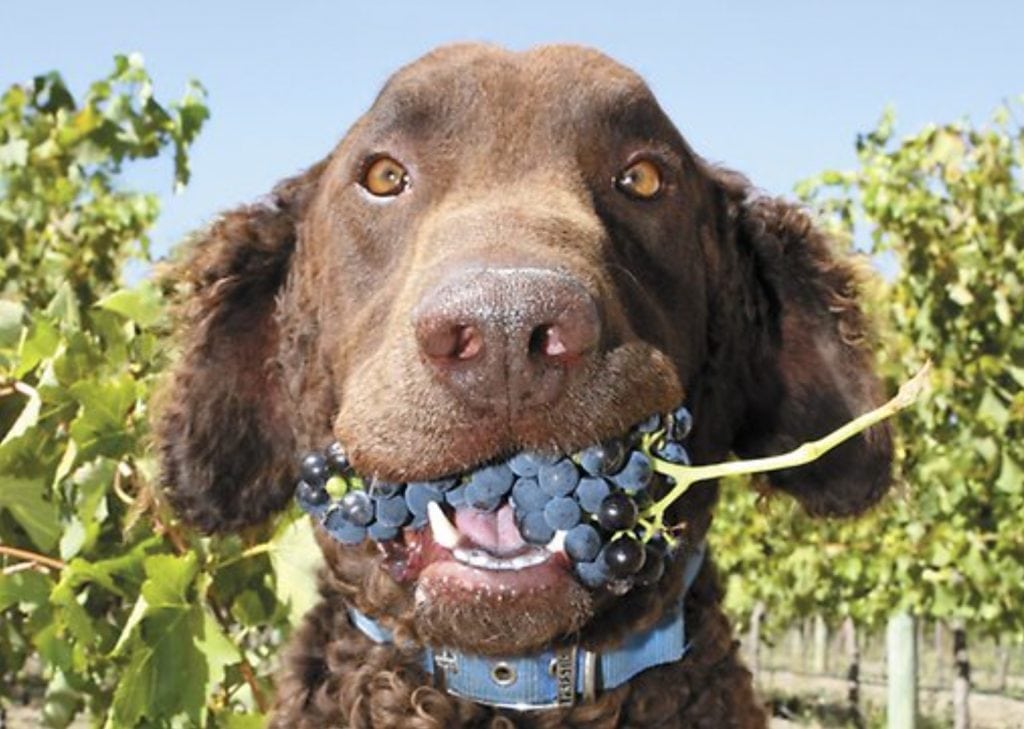 Image showcasing Can Dogs Eat Grapes? - Risks, Symptoms & Treatment