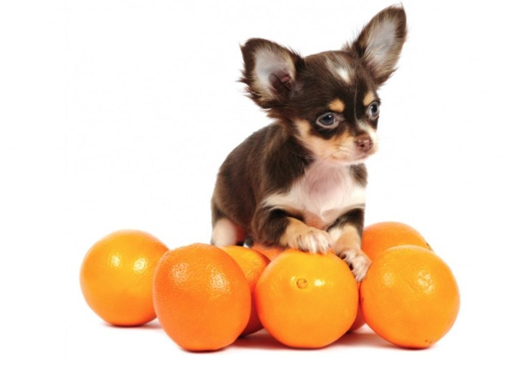 Can Dogs Eat Oranges? Health Benefits, Side Effects & Tips
