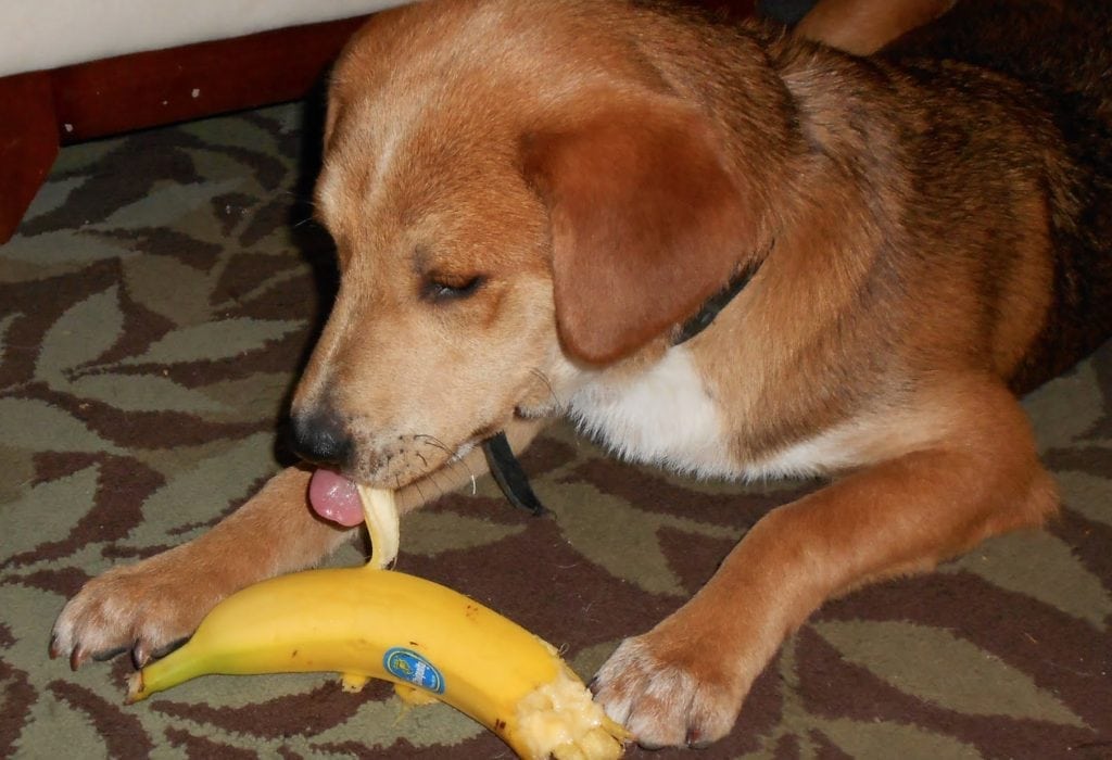 Can Dogs Eat Bananas? Health Benefits, Side Effects & Tips