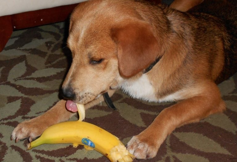 Illustration of Dog Health Risks Ripe Bananas