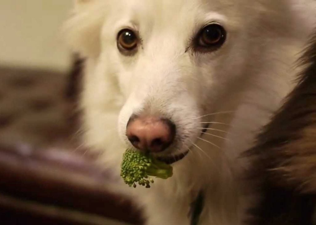 Can Dogs Eat Broccoli? 5 Amazing Health Benefits & Risks