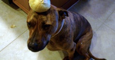 should dogs eat onions