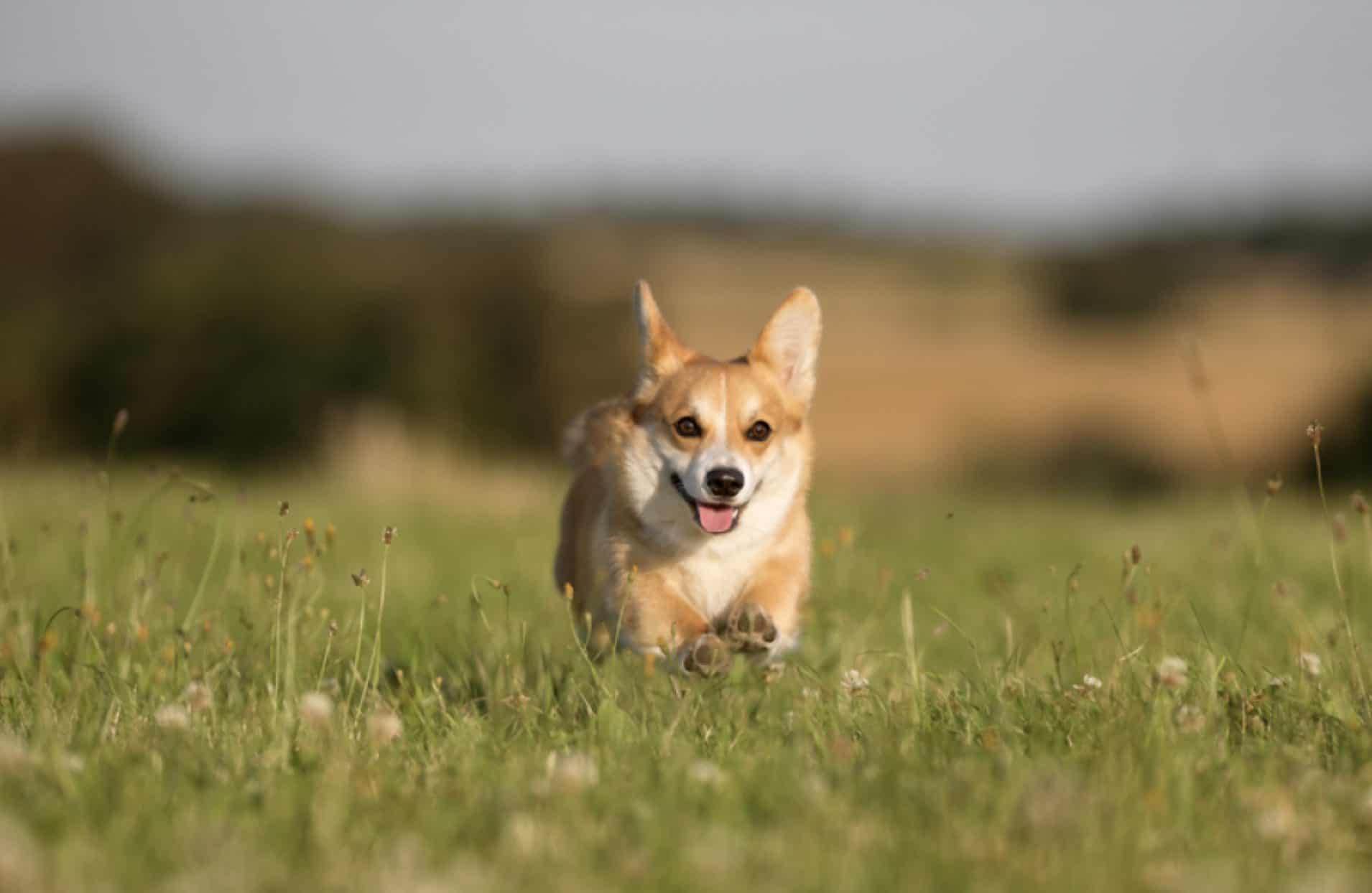 Pembroke Welsh Corgi - Temperament, Origin & Care (BREED GUIDE)