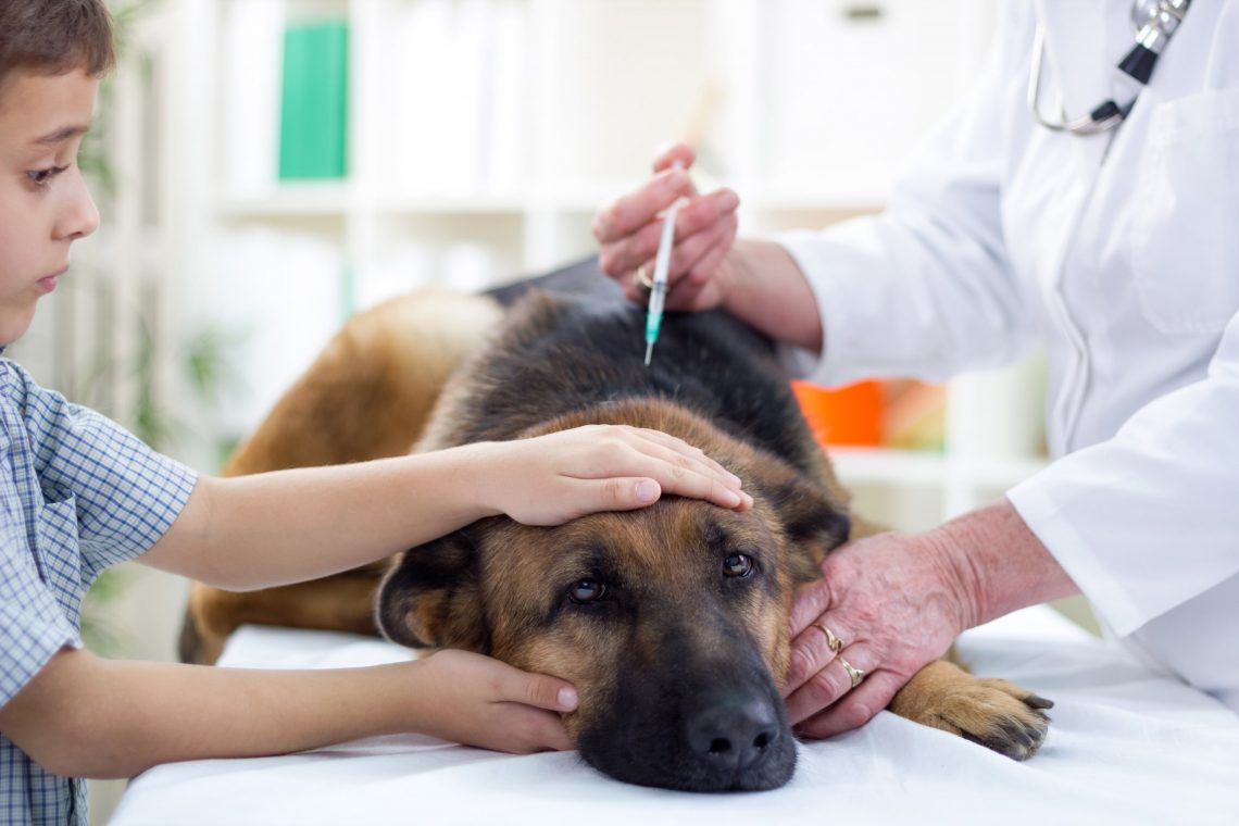 The Bordetella Vaccine A Dog Owner's Guide