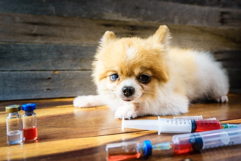 Dog Owner's Guide to DHLPP & DHPP Vaccination (DISTEMPER VACCINE)