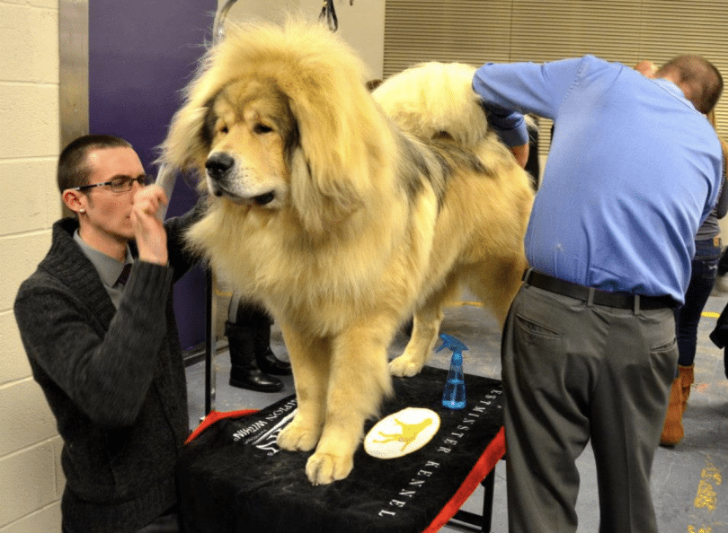 45 Most Expensive Dog Breeds (The Insane Prices of Dogs)