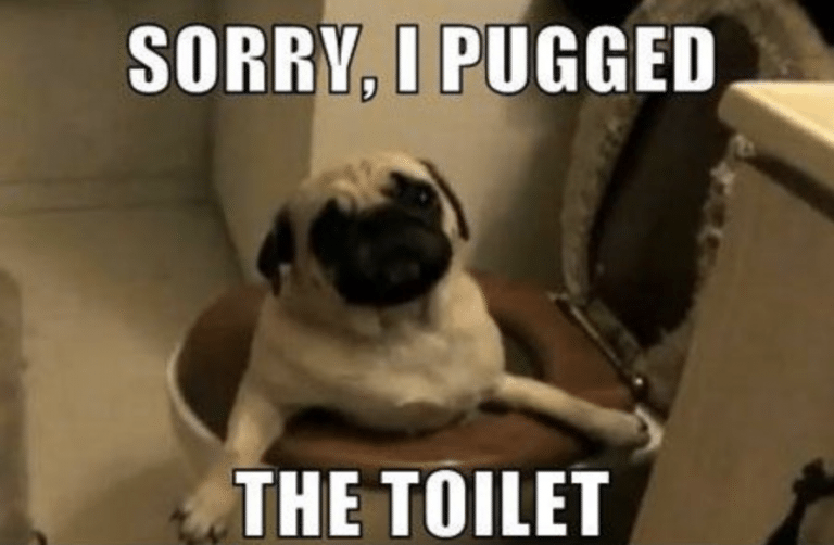 48 Best Pug Jokes & Puns (From Around the