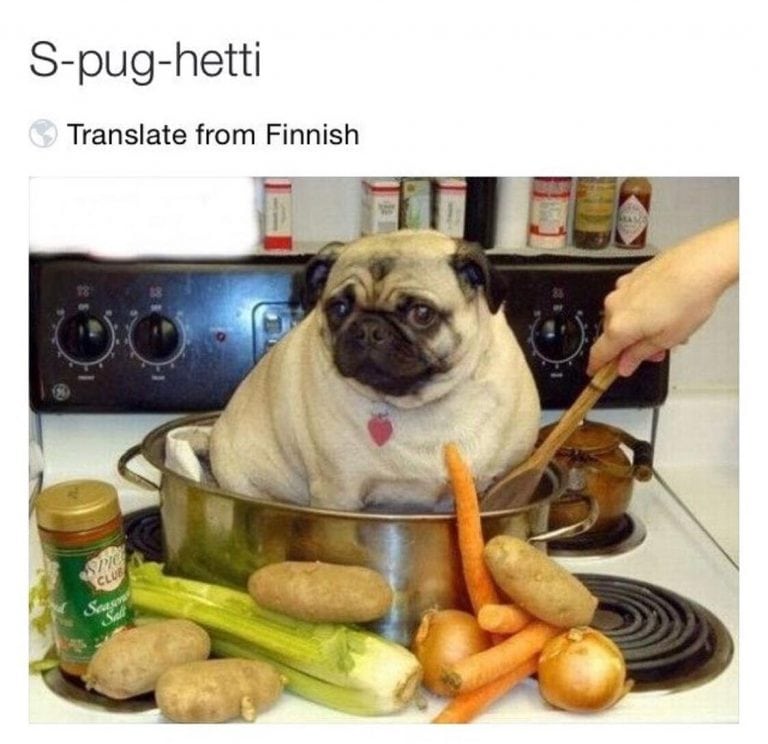 Pug Riddle 48 Best Pug Jokes & Puns (From Around the Internet)