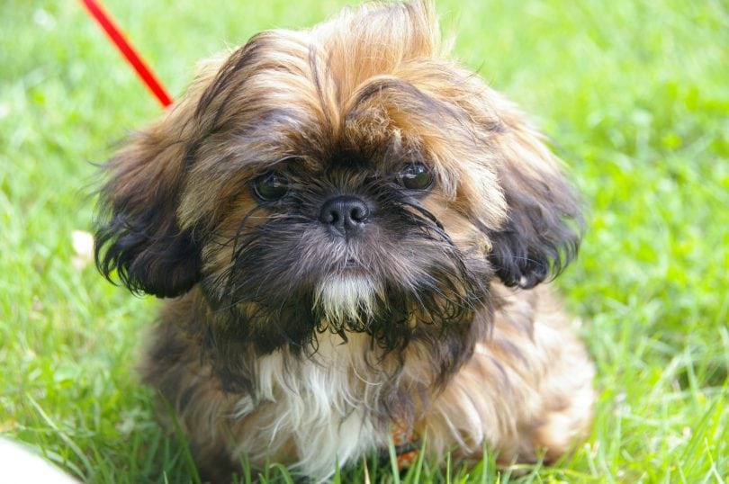 Shih Tzu Temperament, Origins & Care (DOG BREED GUIDE)