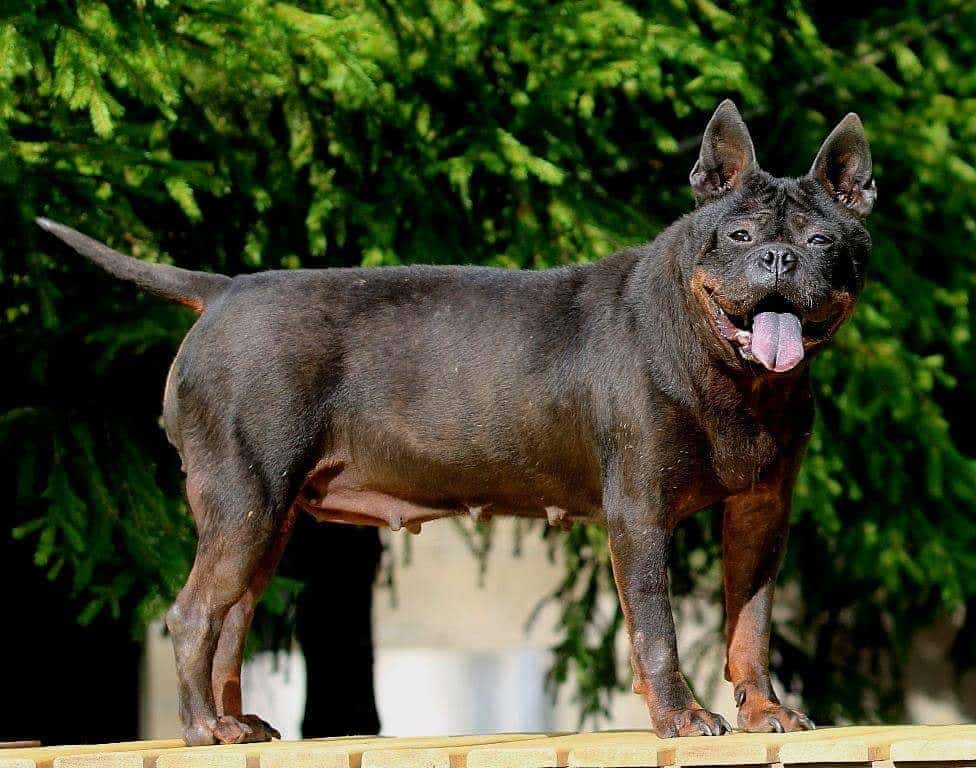 rare chinese dog breeds