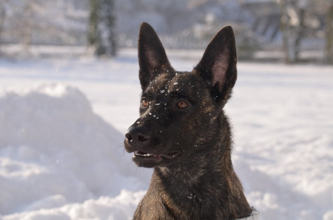 19 Brave Police Dog Breeds (Law Enforcement Dogs)
