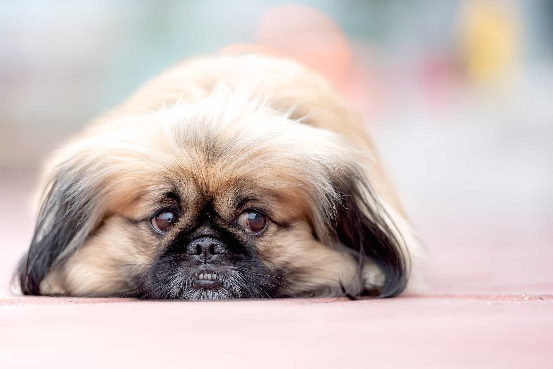 are pekingese hypoallergenic