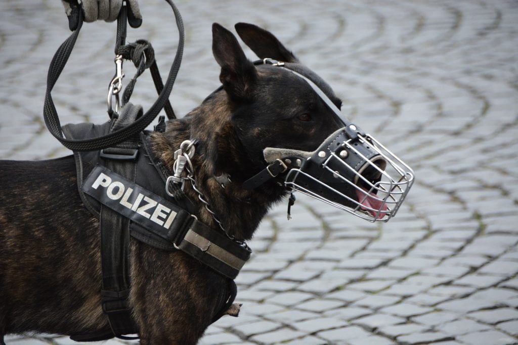 19 Brave Police Dog Breeds (Best Law Enforcement Dogs)