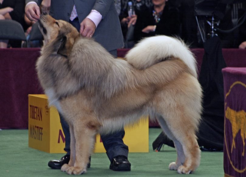 Tibetan Mastiff The Nomadic Guardians Of Tibet Breed Guide