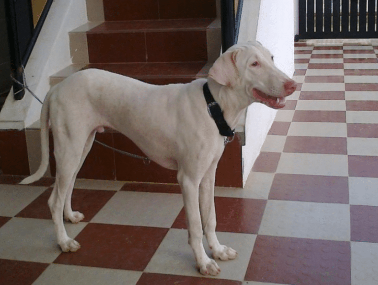 Rajapalayam Dog Rare Aristocratic Dog of India (BREED GUIDE)