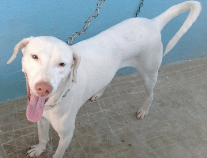 Rajapalayam Dog The Rare Aristocratic Indian Dog (Breed Guide)