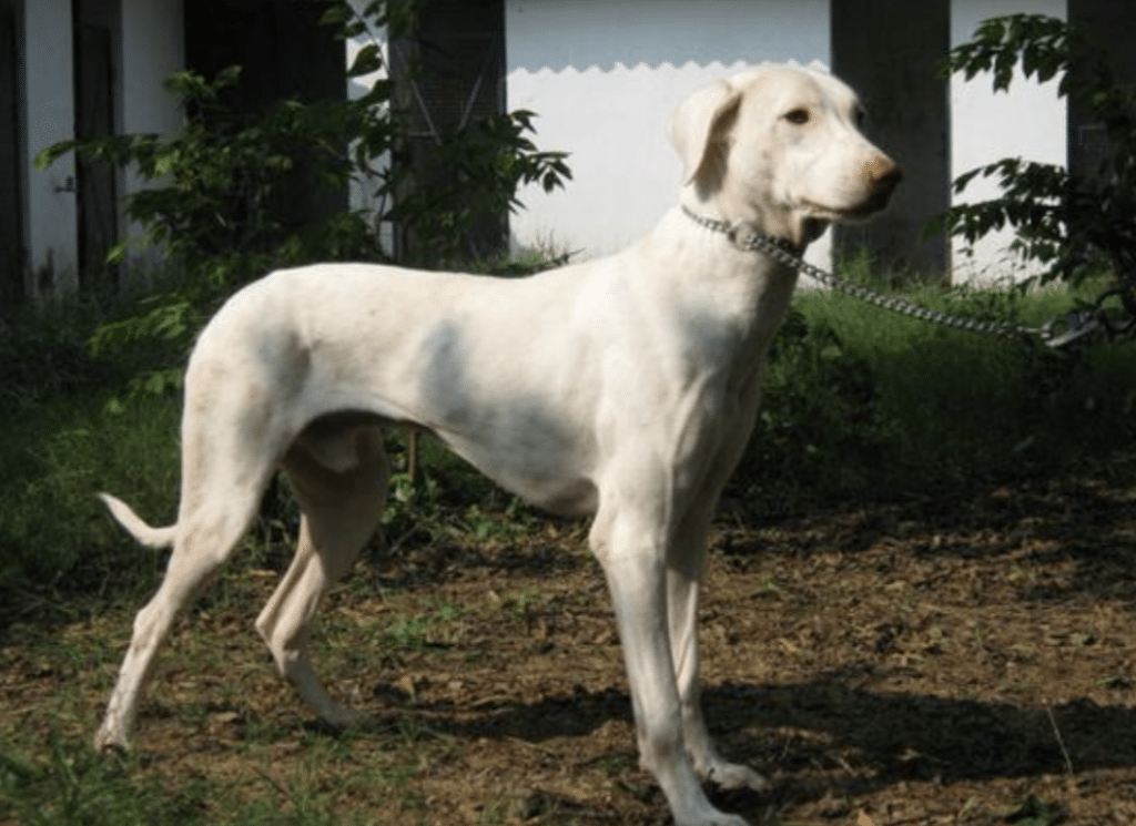 rajapalayam dog sales contact number