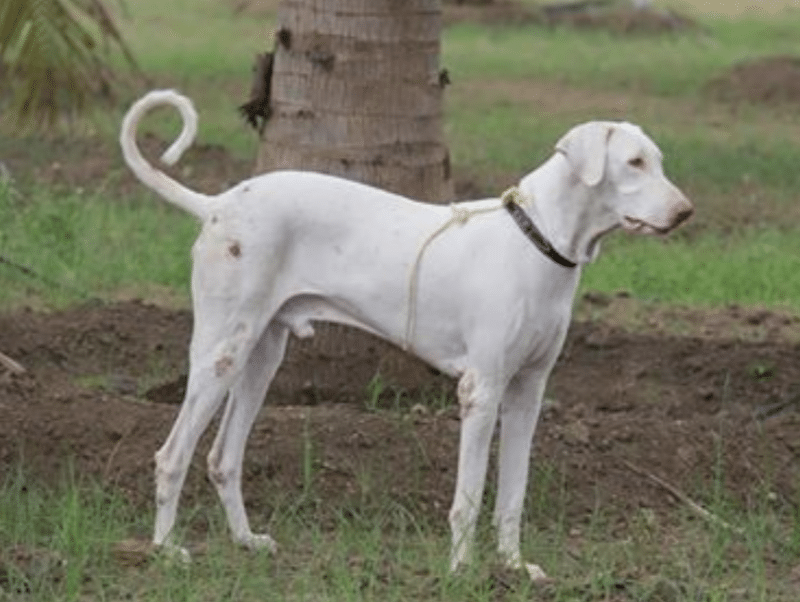 Rajapalayam Dog Rare Aristocratic Dog of India (BREED GUIDE)