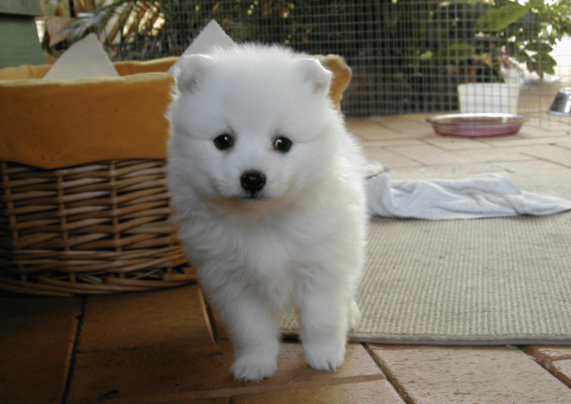 Japanese Spitz Temperament, Origin & Care (DOG BREED GUIDE)