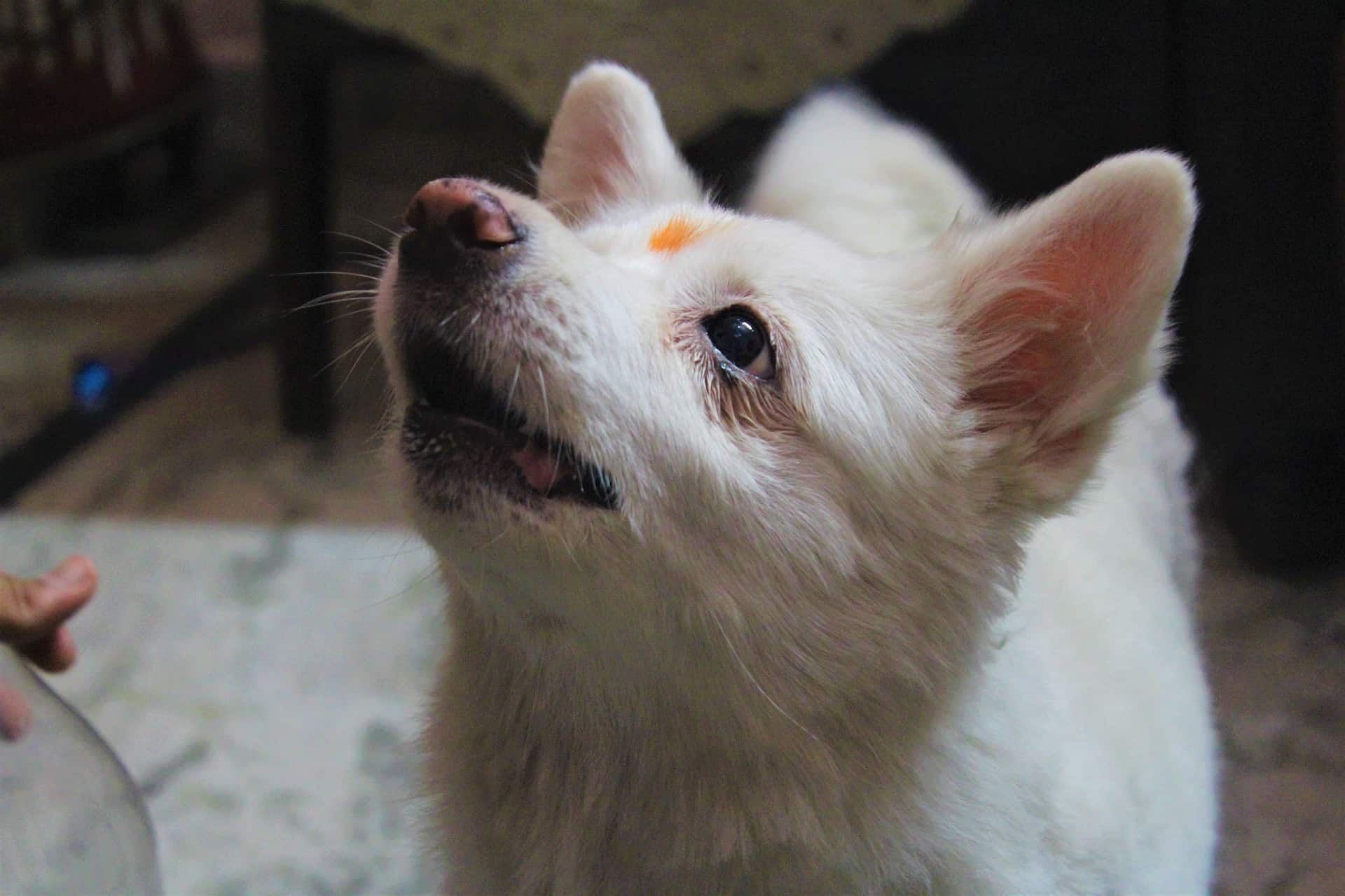 Japanese Spitz Temperament, Origin & Care (DOG BREED GUIDE)