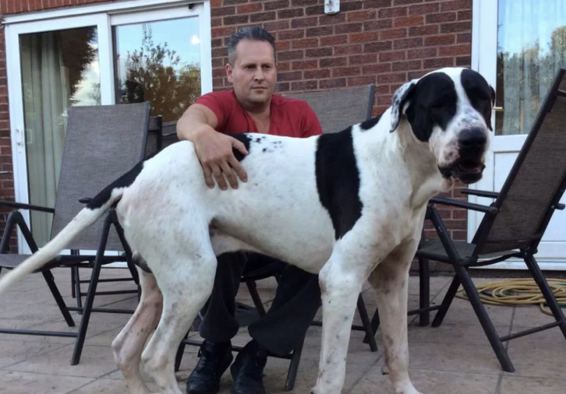 Bully Kutta The Beast of the East (DOG BREED GUIDE)