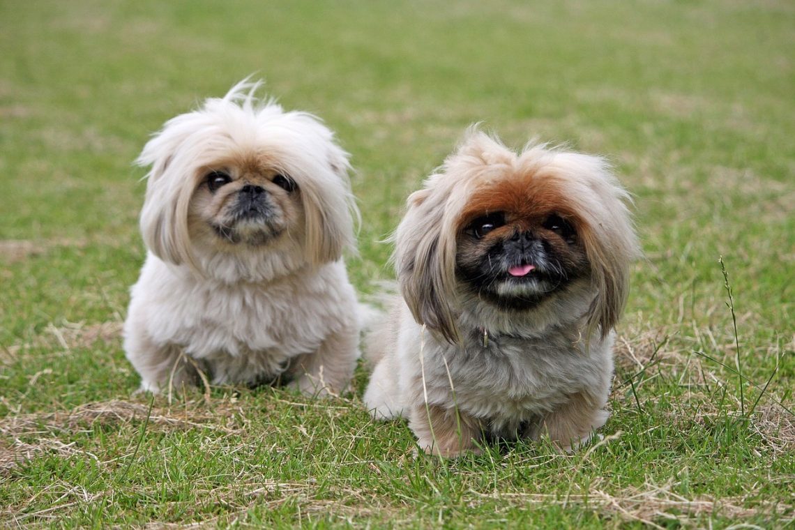 Pekingese The Royal Lion Dogs Of China Breed Guide pekingese-the-royal-lion-dogs-of-china-breed-guide