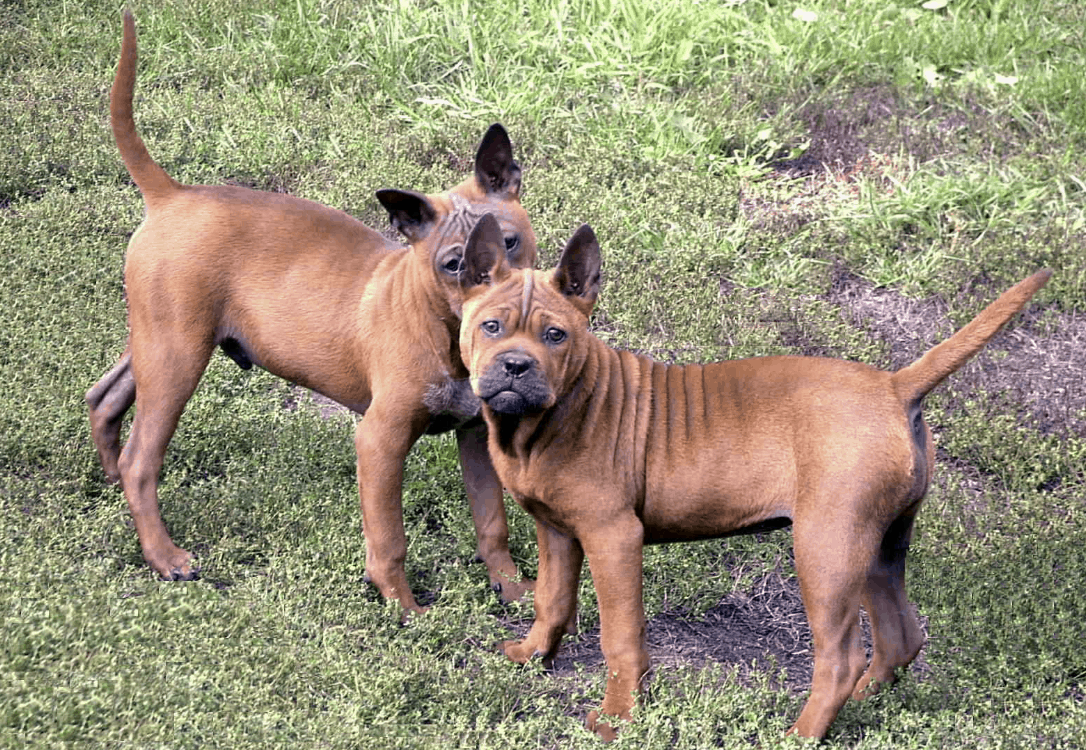 Chongqing Dog The East Sichuan Hunting Dog (BREED PROFILE)