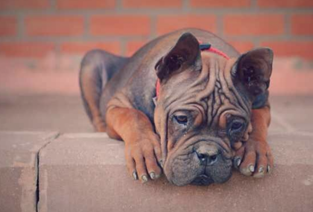 Chongqing Dog The East Sichuan Hunting Dog (BREED PROFILE)