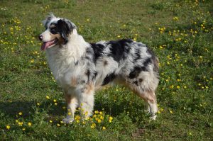 Breed Compare: Australian Shepherd vs. Border Collie