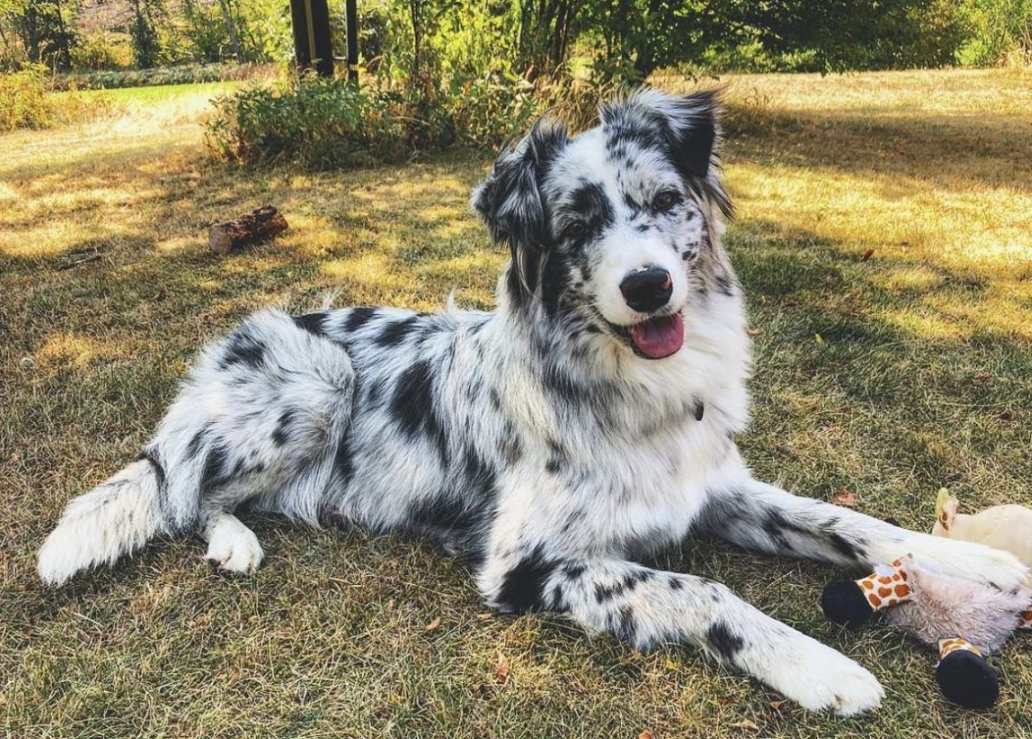 Breed Compare Australian Shepherd vs. Border Collie