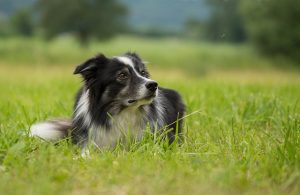 Breed Compare: Australian Shepherd vs. Border Collie