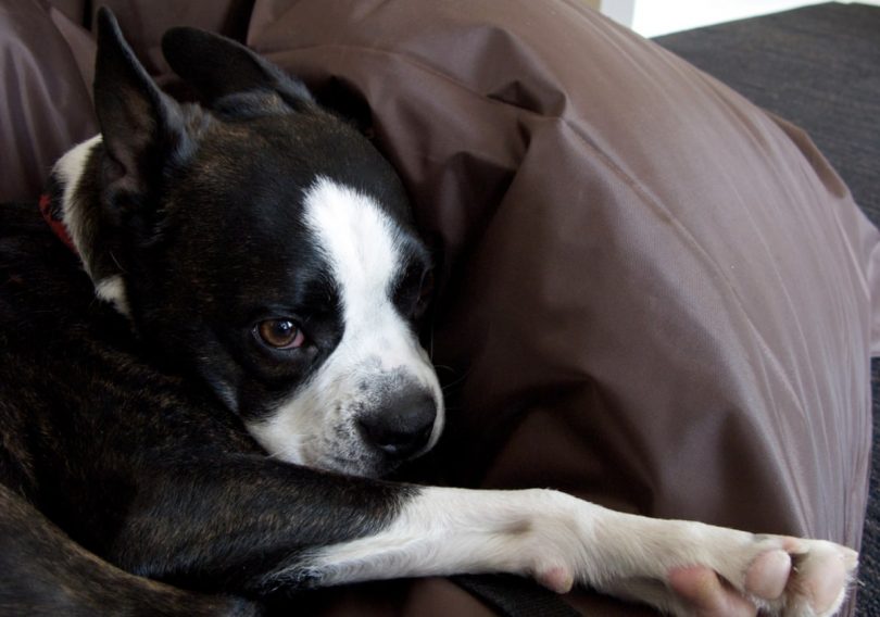 27 Amazing Australian Shepherd Mixes (Mixed Aussies)