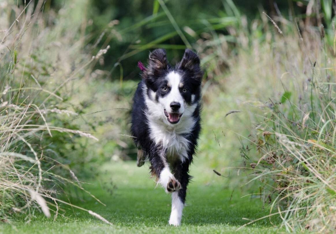 7 Best Crates for Australian Shepherds (Reviews & Tips)