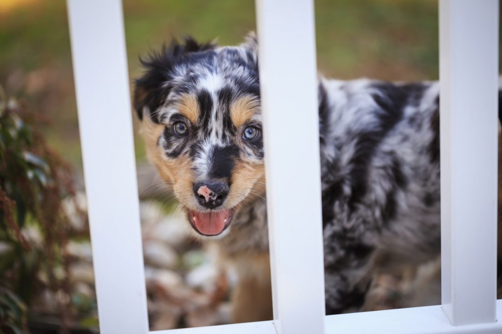 7 Surefire Ways to Find Cheap Dog Shots