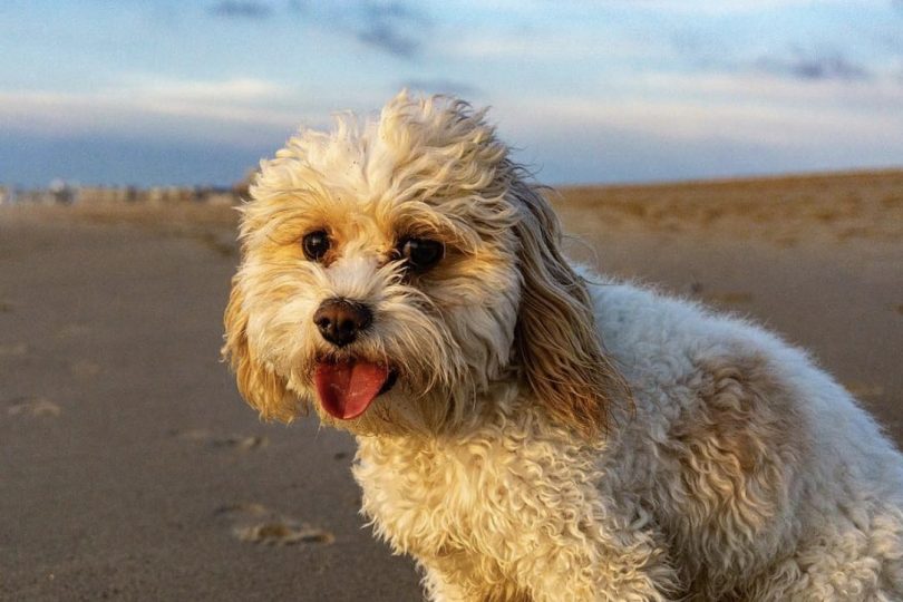 21 Interesting Mixed Dog Breeds (Weird Mutt Dogs)