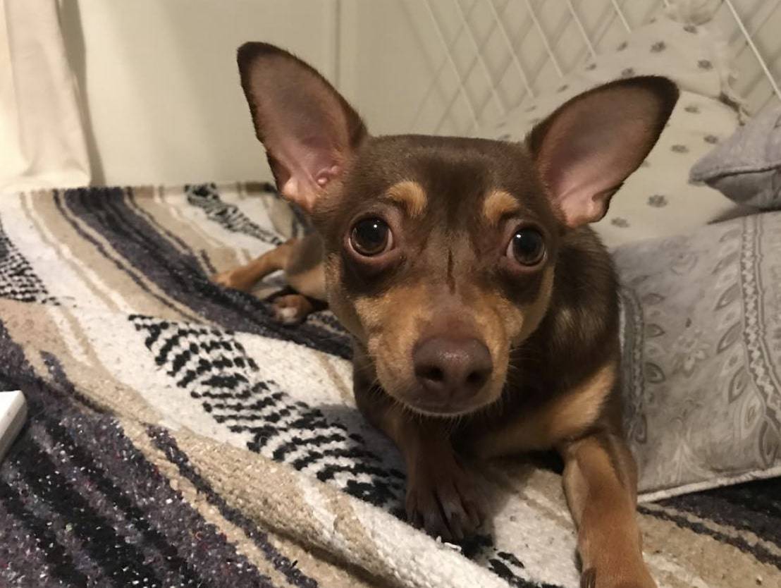 Are Chiweenies Loyal Are Chiweenies Loyal