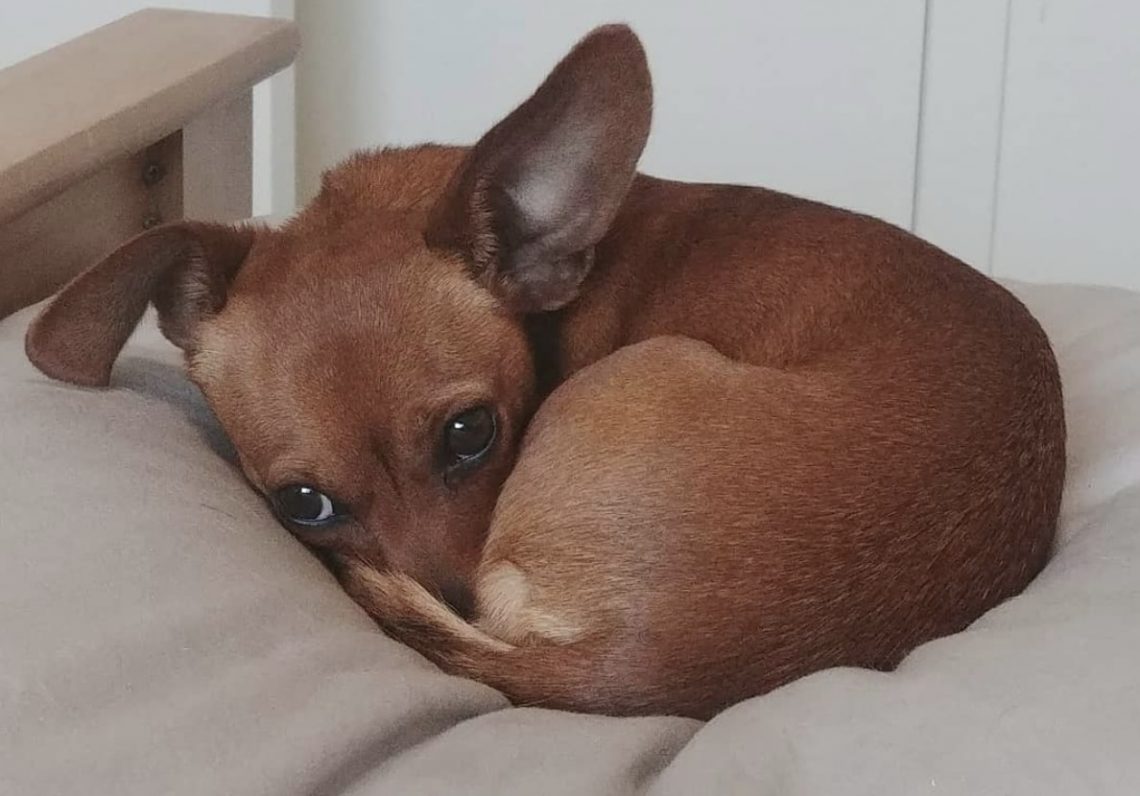 All About the Funsize Chiweenie (Chihuahua Dachshund Mix)