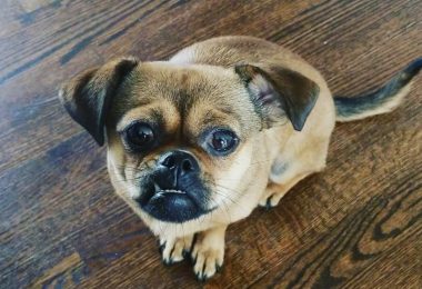 21 Interesting Mixed Dog Breeds (Weird Mutt Dogs)