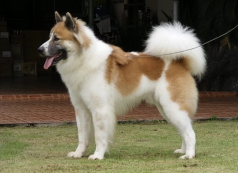 19 Most Iconic Asian Dog Breeds (Native Asian Dogs)