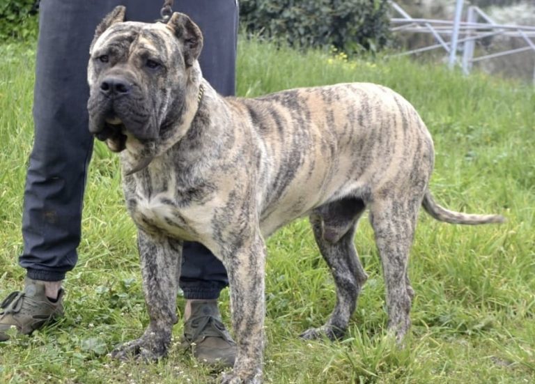 15 Native Spanish Dog Breeds (Most Popular Spanish Dogs)