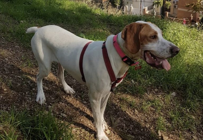 15 Native Spanish Dog Breeds (Most Popular Spanish Dogs)