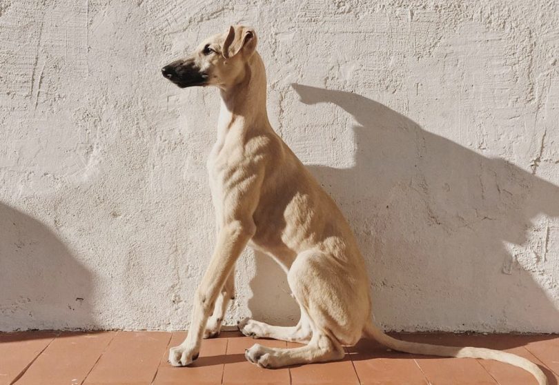 15 Native Spanish Dog Breeds (Most Popular Spanish Dogs)
