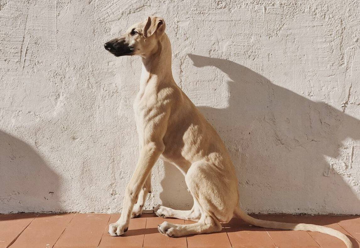 15 Native Spanish Dog Breeds (Most Popular Spanish Dogs)