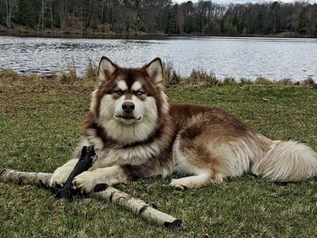 32 Most Handsome Husky Mixes Find Your Husky Hybrid